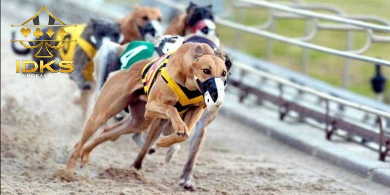 Pilihan jenis taruhan greyhound terbaik untuk para pemain