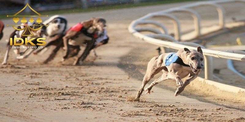 Perkembangan Greyhound Racing di industri perjudian global