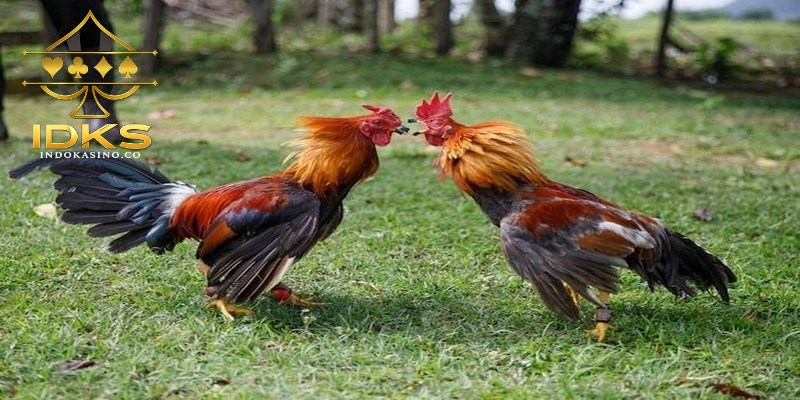 Cara mengecek Jadwal Sabung Ayam