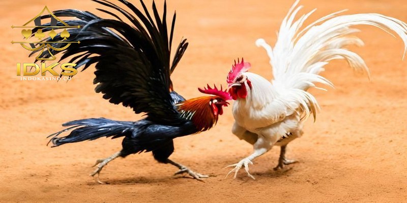 Sabung ayam adalah pertandingan dua ayam dalam arena