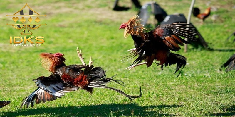 Perkembangan zaman mengubah cara penyampaian informasi adu ayam
