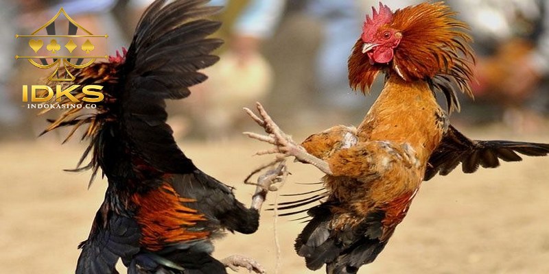 Sabung Ayam Online membahas adu ayam melalui platform digital
