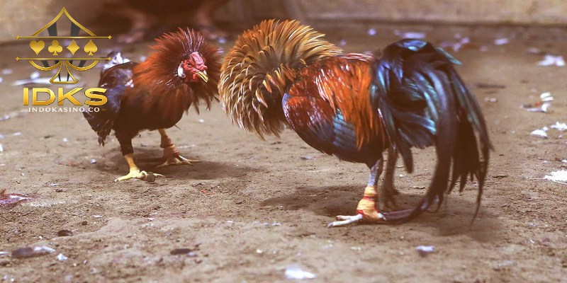 Istilah populer dalam Sabung Ayam Online