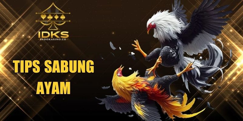Tips Sabung Ayam